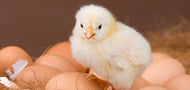chick