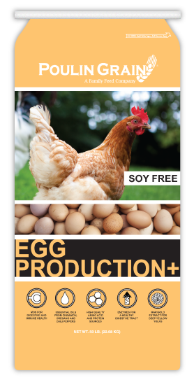 Picture of chickens and eggs call Egg Production Plus