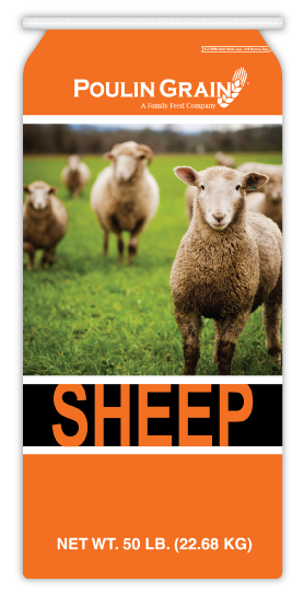 Sheep Mineral 1:1